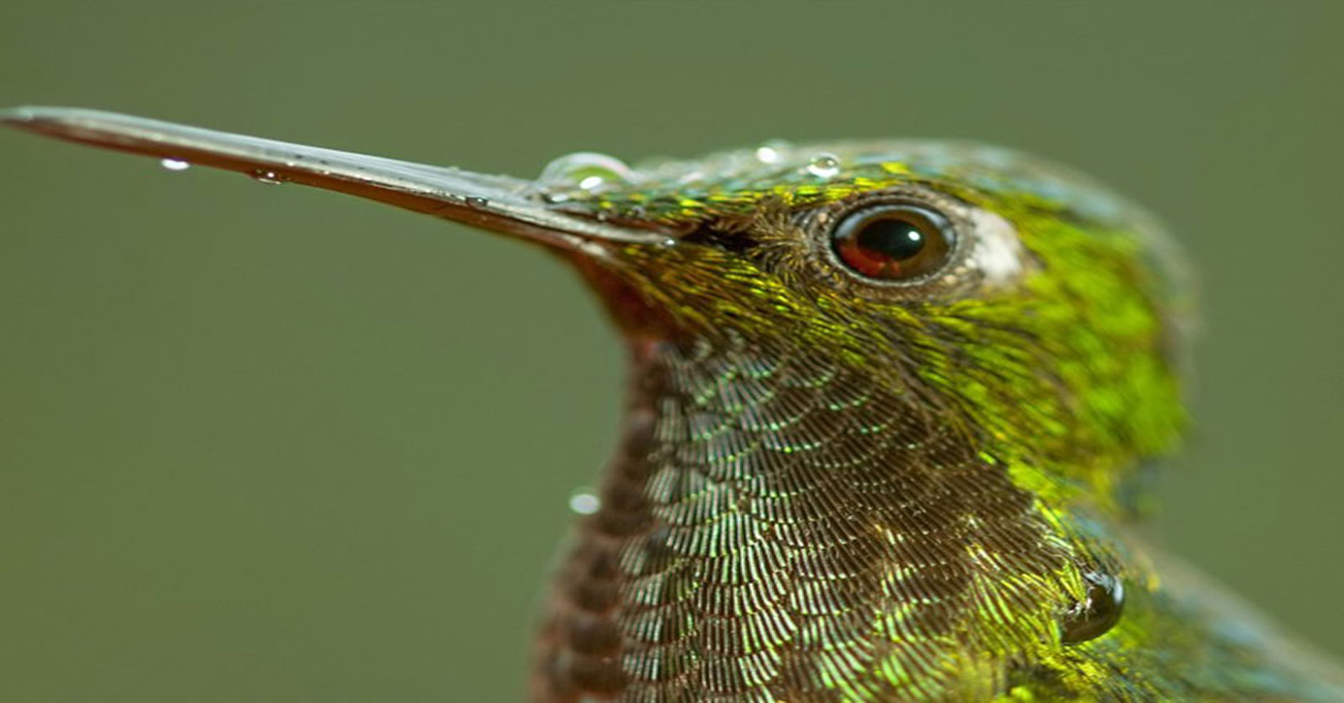 ZEMLJA: NEPOZABEN DAN (KINOPOČITNICE, dokumentarec)