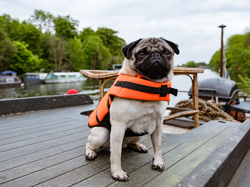 MOJ KUŽA PATRICK (komedija)