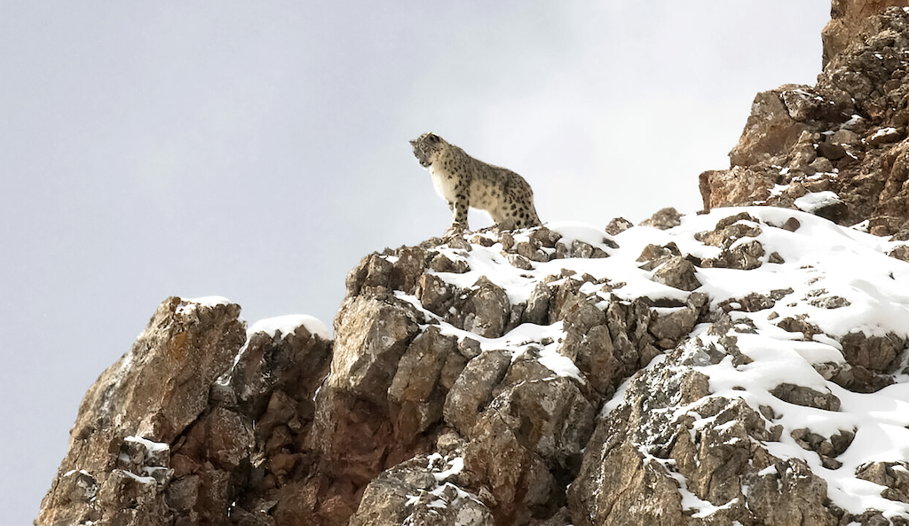 Filmski abonma Desetka: Snežni leopard (dokumentarec)