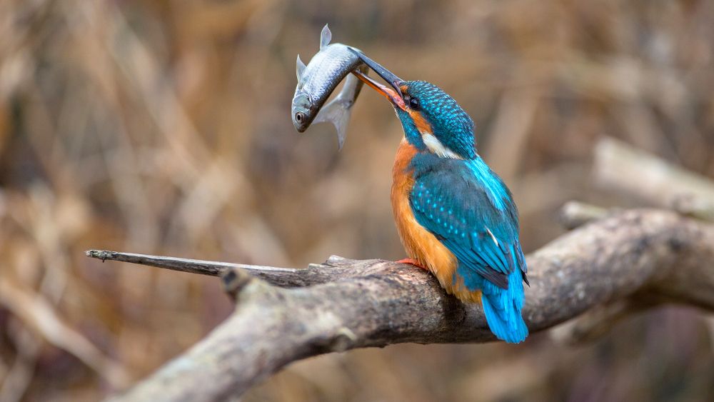 Kino po šoli: PTICE JEZER, NJIHOVA VRNITEV (dokumentarni, 6+)